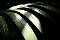 ケンチャヤシ（観葉植物）