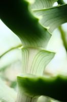 アロエ（観葉植物）アロエ（蘭: Aloë）は、ツルボラン亜科アロエ属の植物の総称。多年草または、低木および高木となる多肉植物で、300種以上が知られている。南アフリカ共和国からアラビア半島まで広く分布するが、とりわけアフリカ大陸南部、およびマダガスカル島に集中し分布する。属名は、古代アラビア語のalloeh（苦みのあるの意）に由来し、葉に苦い汁があることにちなむ。アラビア語でアロエを「ロエ」と発音したので、中国では漢字で音写した「蘆薈」とし、日本で音読みして「ロカイ」とも称した。琉球方言では「どぅぐゎい」と称する。エジプトやギリシャなどで紀元前から利用が確認され、日本には鎌倉時代に伝来したとされ、現在はキダチアロエ (Aloe arborescens) が九州、瀬戸内海、伊豆半島、房総半島などの太平洋側の海岸に逸出し帰化（野生化）している。流通しているものとしてはキダチアロエの他にアロエベラ(A. vera)が多く、その他アロエ・サポナリア、アロエ・不夜城など多くの品種が食用のほか観賞用として栽培される。アロエ属の科は分類体系によって変遷しており、APG体系の第3版ではススキノキ科とされている。過去にはユリ科、アロエ科、ツルボラン科とされたことがあった。wikipediaより