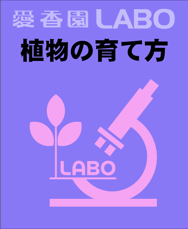植物の育て方